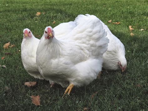 Sunshine Chicken Farm - Garwood, TX | Farms & Ranches - TexasRealFood
