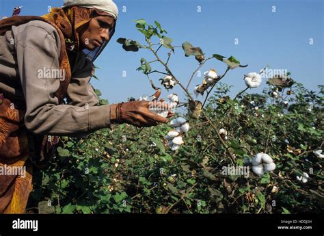 India Madhya Pradesh Kasrawad Organic Cotton Farming Women Harvest