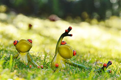 Frogs Yoga Meadow · Free Photo On Pixabay