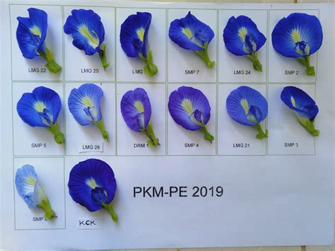 Gambar Bunga Telang – retorika