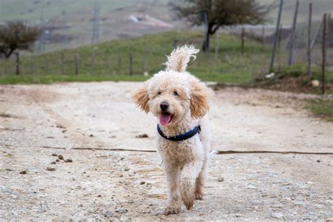 Check spelling or type a new query. Top 10 Best Food For Goldendoodles With Allergies ...