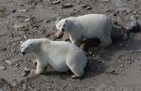 Polar Bears May Survive Ice Melt With Or Without Seals