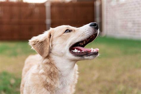Where To Adopt A Dog Cat Or Pet In Dallas Tx Local Pet Care