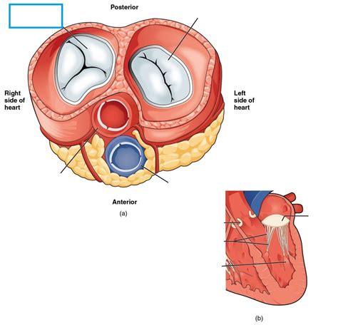 Level 5 Module V Terms Cardiovascular System Medical Terminolo