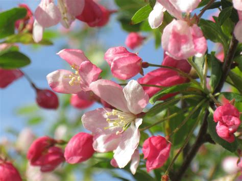 Native Crab Apple Tree Malus Sylvestris The Curious Bee Garden Nursery