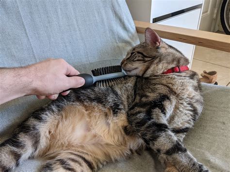 How To Stop Cat Shedding Once And For All Love Of Paws