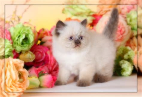 Persian kittens for sale in a rainbow of colors and sizes including the highly sought after teacup persian kittens. Chocolate Point Himalayan kitten for sale, Himalayan ...
