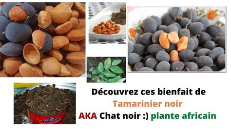 Découvrez Ces Bienfait Tamarinier Noir Aka Chat Noir Plante Africain