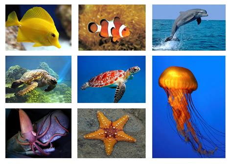 Unduh 6700 Koleksi Gambar Haiwan Laut Gratis Pixabay Pro