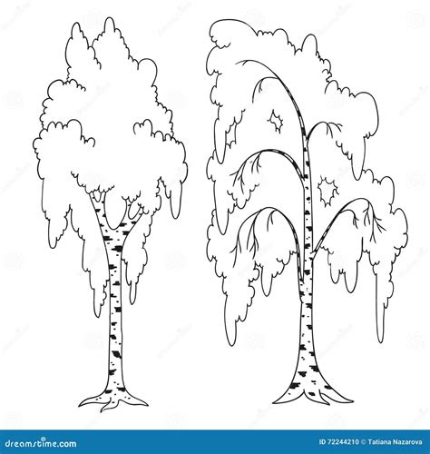 Trees Coloring Book Birch Outline Stock Illustration Illustration Of