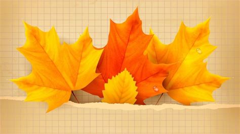 3 Beautiful Autumn Leaves Hd Wallpaper Wallpaperfx