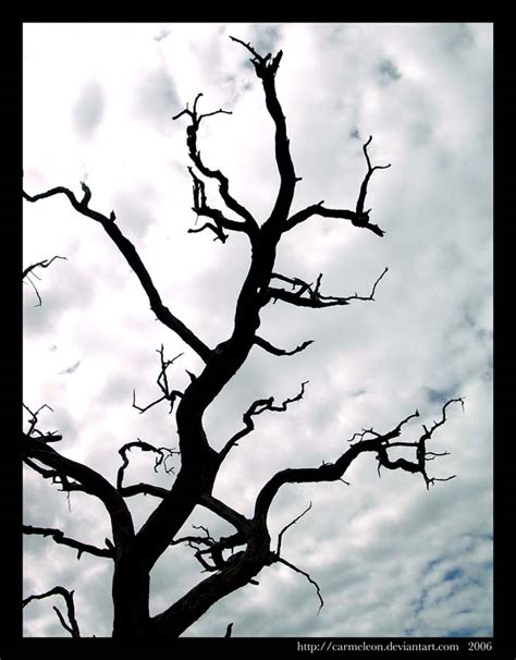 Eerie Tree By Carmeleon On Deviantart