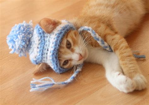 Hat For Cats Toboggan Cat Hat Beanie For Cast And Kittens Cat Etsy