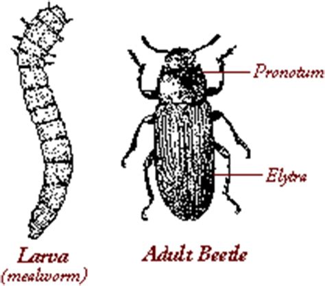 Depending on the temperature and how old the mealworms were when you purchased them, transformation into the pupal stage can take anywhere. MEALWORMFARM.COM MEALWORMS MEALWORM FOOD EXOTIC PETS ...