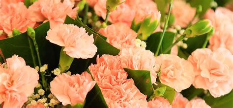 Arti Warna Bunga Anyelir Filosofi Ciri And Maknanya Three Bouquets