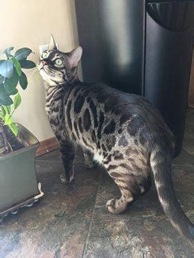 Hi i have beautiful fluffy bangle male very friendly good with kids loyal litter trained. Bengal Info