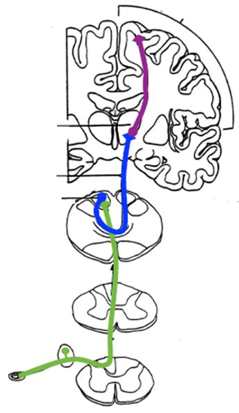 Anterolateral System Diagram Quizlet