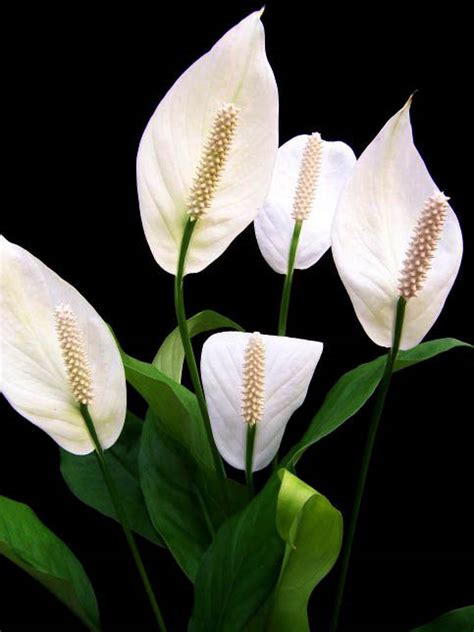 A very common variety, growing to 3 to 4 feet tall with leaves up to 9 inches wide s. Peace Lily Care - How to Grow Spathiphyllum | Epic Gardening