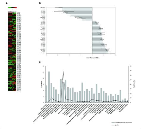 Mirna Expression In Hff And Human Oocytes A Heat Map Of Normalized Download Scientific