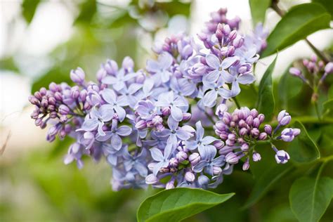 6 Lilacs Facts That You Probably Didnt Know Better Homes And Gardens