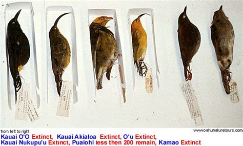 Extinct Hawaiian Birds Photo Copyright Oahu Nature Tours Nature