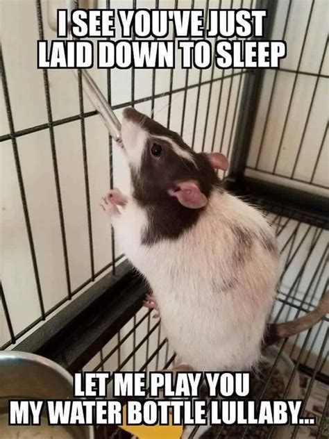 See more ideas about rats, pet rats, cute rats. Spiffy Pet Products - Pet Product Ideas, Reviews and Care ...