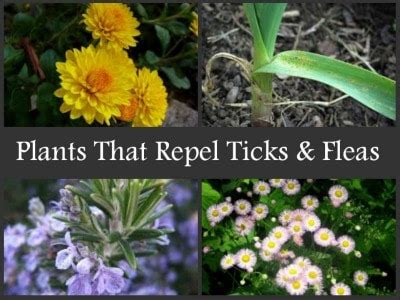 Plants That Repel Ticks And Fleas | Homestead & Survival