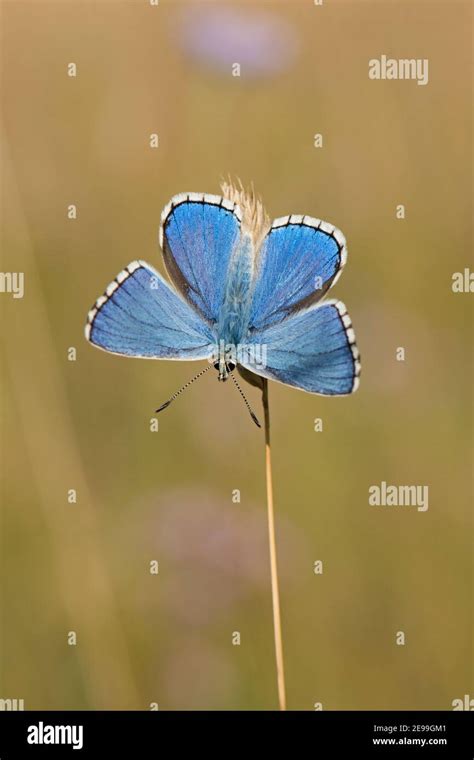 Male Adonis Blue Butterfly Polyommatus Bellargus At Rest On Grass