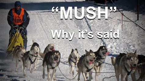Why Do They Say Mush To Make Sled Dogs Go Youtube