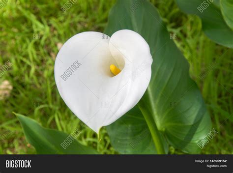Heart Shaped Calla Image And Photo Free Trial Bigstock