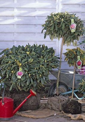 Pieris 'forestii' pot 4 litres, hauteur 30/50 cm, 4 ans d'à â¢ge. Planter les arbustes persistants | Arbuste persistant, Arbuste, Vivaces ombre