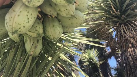 Joshua Trees Are Blooming With Edible Fruit Right Now Youtube