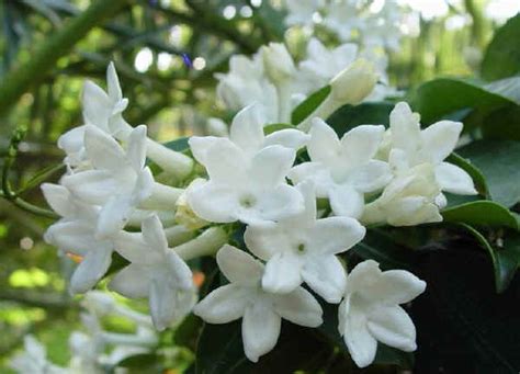 Orchidea bianca isolata su bianco. Fiori Bianchi Da Vaso - Scaffali Porta Piante Konfa Fiori ...