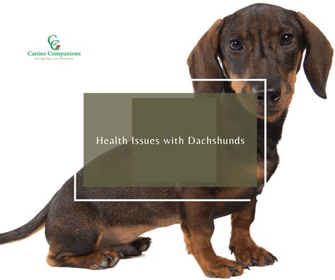 Health Issues With Dachshunds Dog Behavior Blog