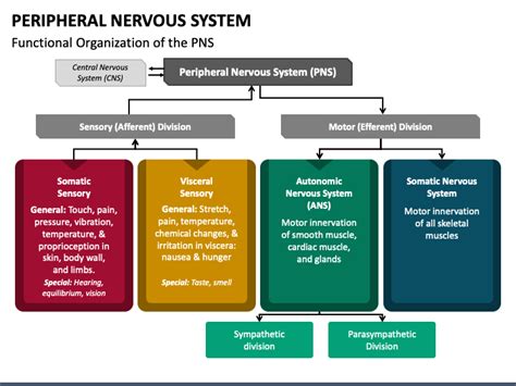 Peripheral Nervous System Powerpoint Template Ppt Slides