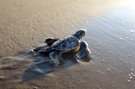Critical Sea Turtle Habitats In Turkey Greece And Cyprus Remain