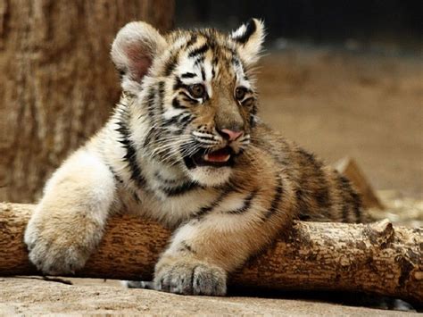 Orange Tiger Cubs Margay Cat Serval Cats Amur Tiger Tiger Cubs