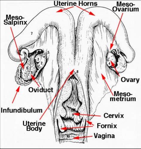 Uterus Cow Anatomy All About Cow Photos