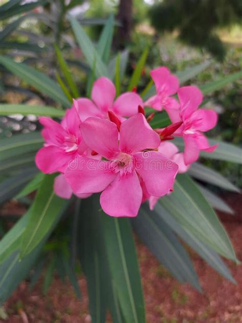 Nerium Oleander It Is A Poisonous Shrub Stock Photo Image Of