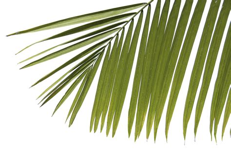 Palm Leaves Wall Mural And Photo Wallpaper Photowall