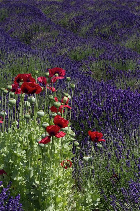 Poppies In Lavender Photograph By Gary W Baird Fine Art America