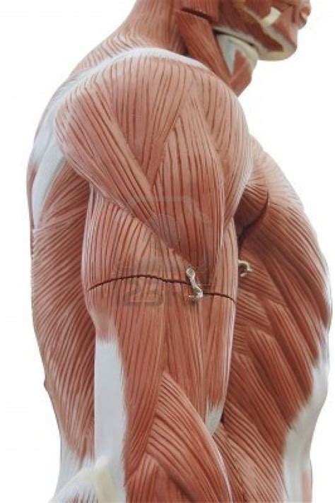 One way is to group them by their location on the anterior, lateral, and posterior regions of the body, but they can also be classified by anatomical. Images For > Torso Muscle Anatomy Diagram | Dessin ...