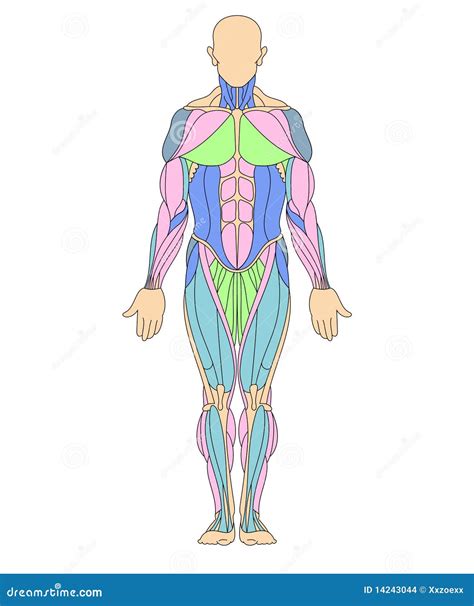 Sistema Muscular Humano Ilustración Del Vector Ilustración De Salud