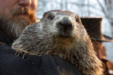 Groundhog Day: Did Punxsutawney Phil see his shadow? Groundhog predicts