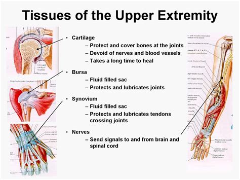 Upper Extremity Anatomy Arteries Veins Muscles Am Medicine