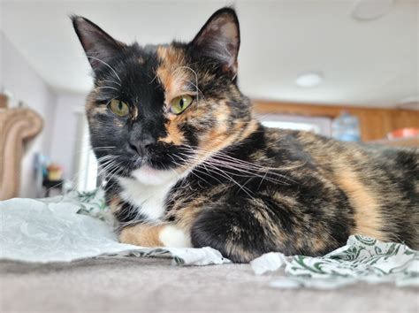 How To Tell Difference Between Calico Tortie Torbie Tabby Cats And