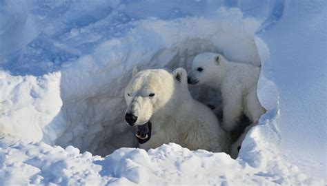 Female Polar Bear And Her Spring Cubs Looking Out Of Their Den At