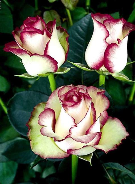 Awesome Osiria Roses Odd Interesting