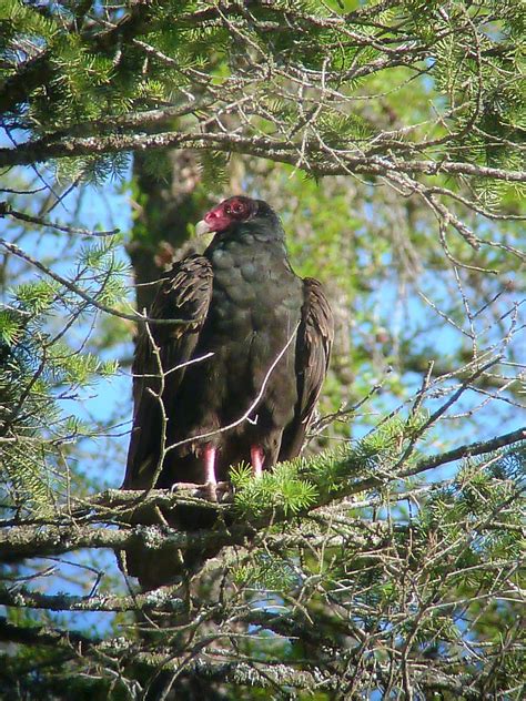 Turkey Vulture Flathead Audubon Society