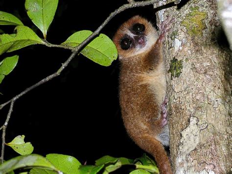 Mouse Lemurs Tiny And Endangered Primates Of Madagascar Owlcation
